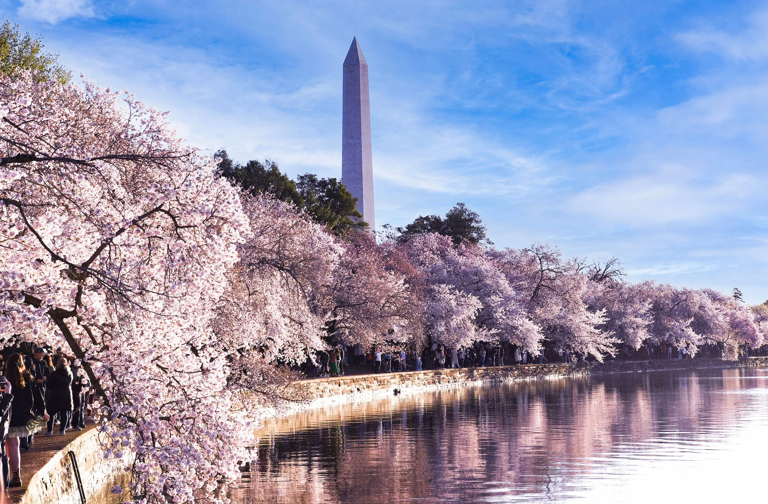 The Cherry Blossoms in Spring.