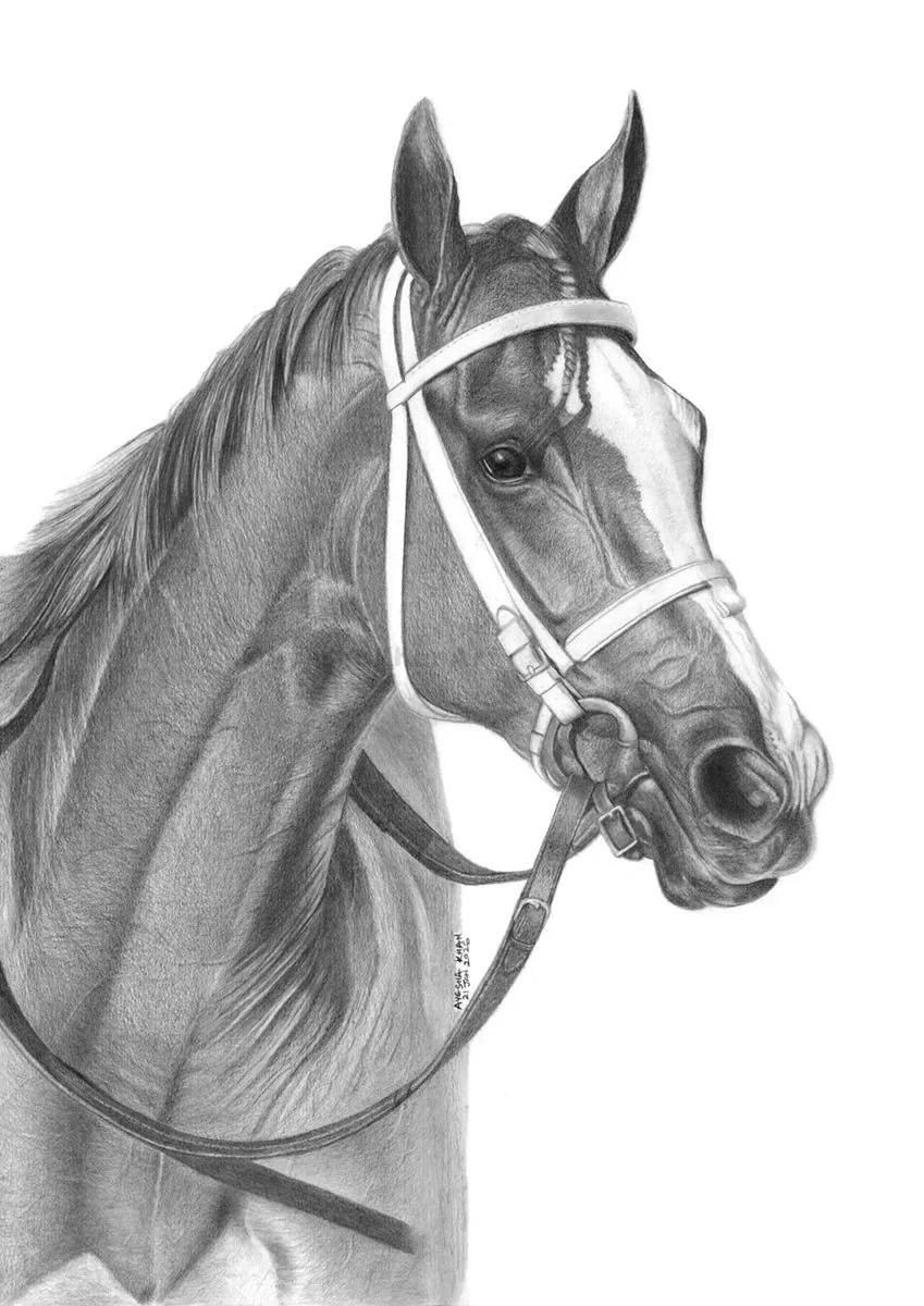 Artist Ayesha Khan created this beautiful sketch of my photograph of the legendary filly Rags to Riches, who won the 2007 (G1) Belmont Stakes.