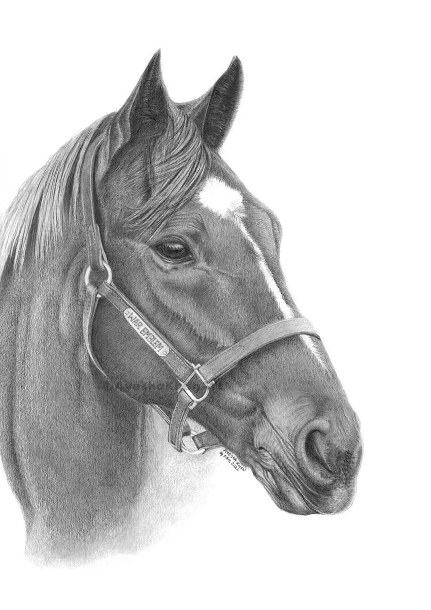 Artist Ayesha Khan created this nice sketch of my photograph of champion War Emblem, who won the 2002 Kentucky Derby and Preakness Stakes.