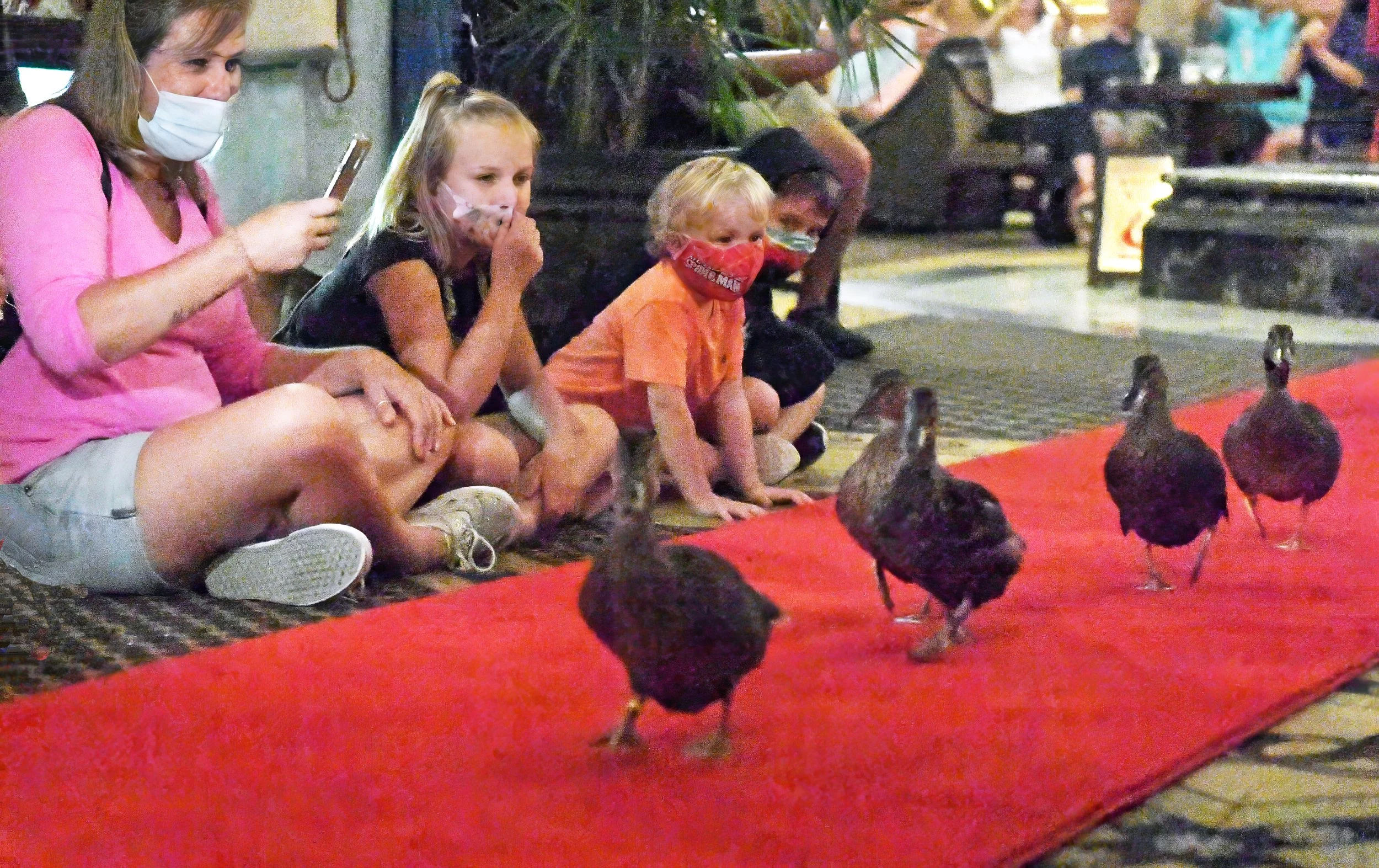 The Peabody Ducks