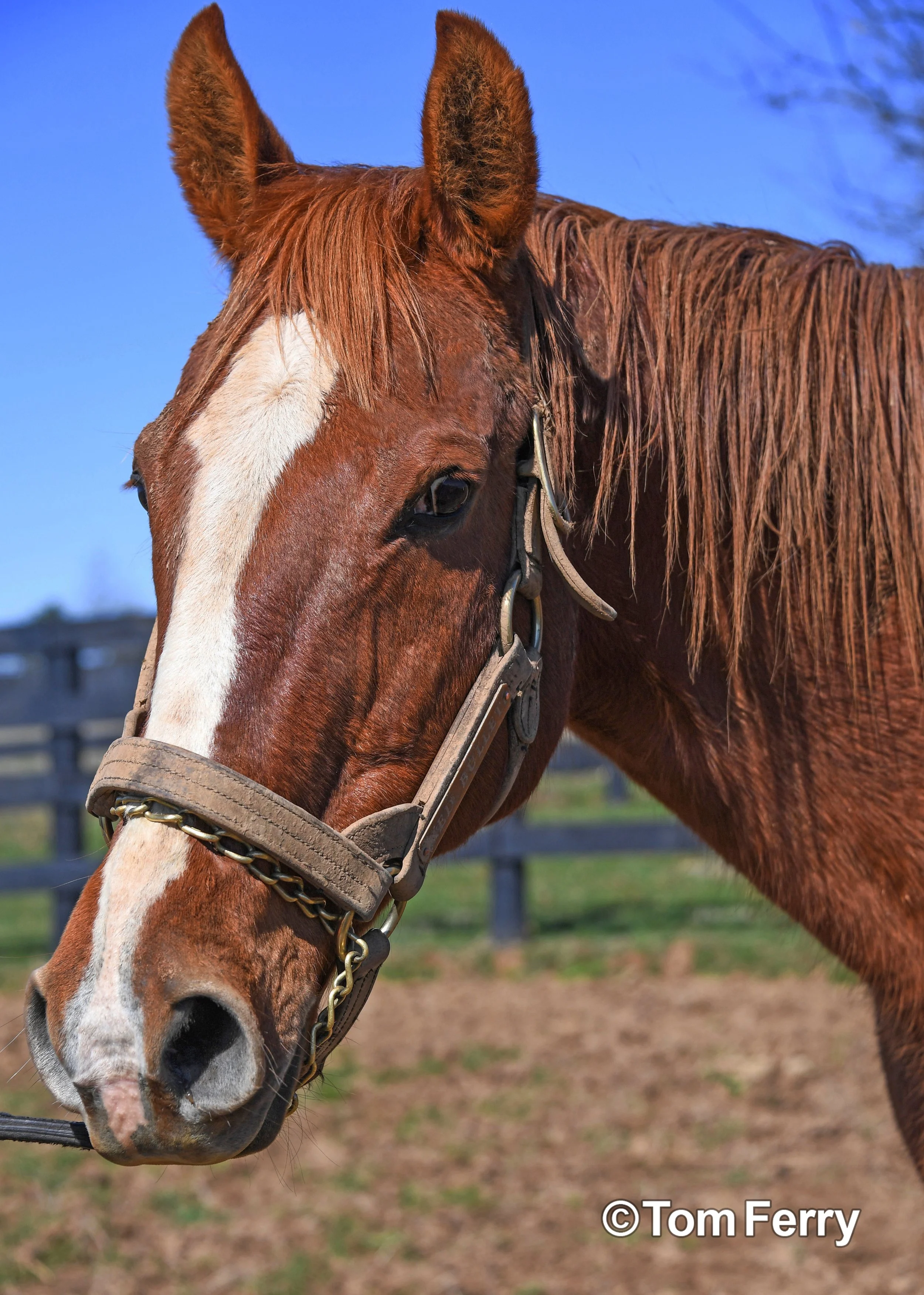 Red Bullet (2000 Preakness)