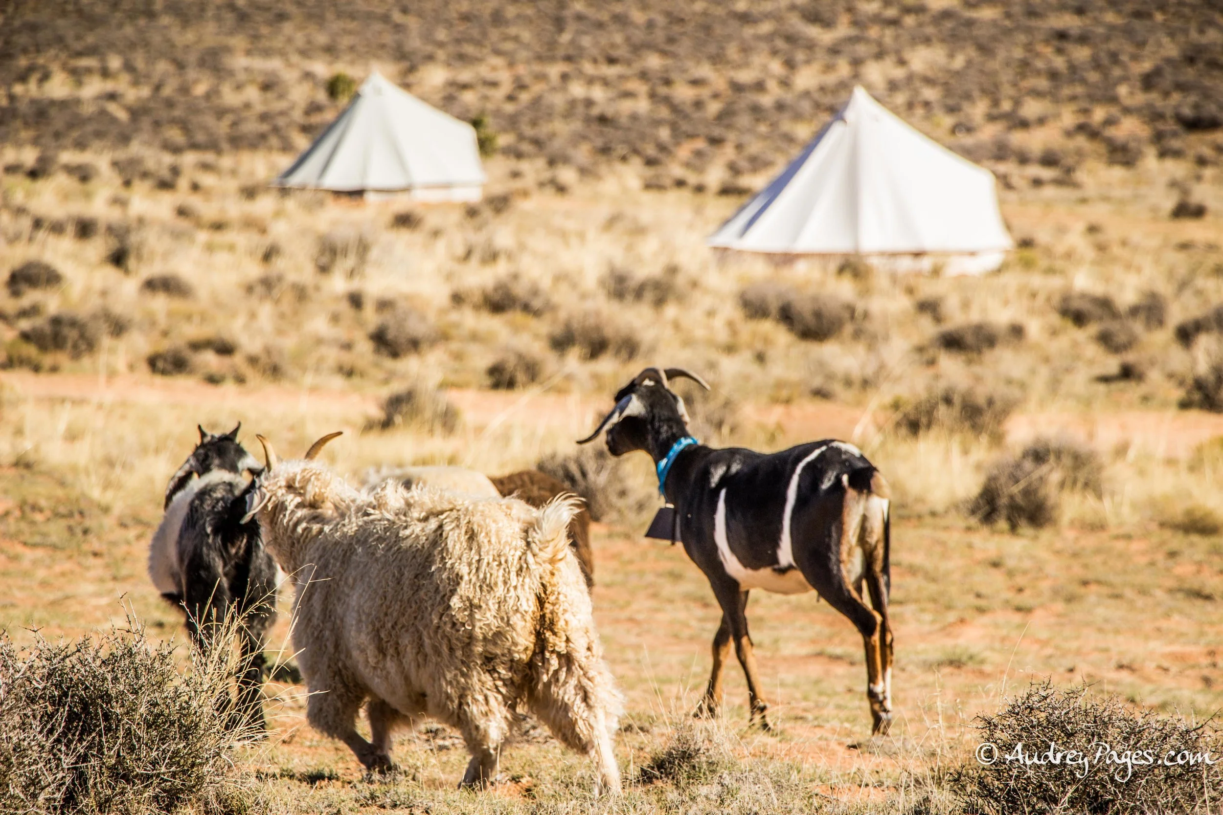 2016_10 Arizona-934SHEEPCAMP.jpg