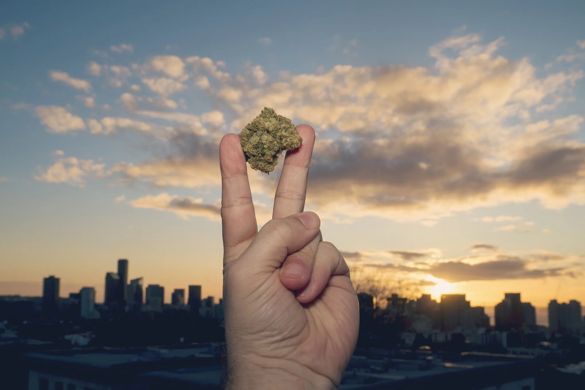 peace-bud.jpg