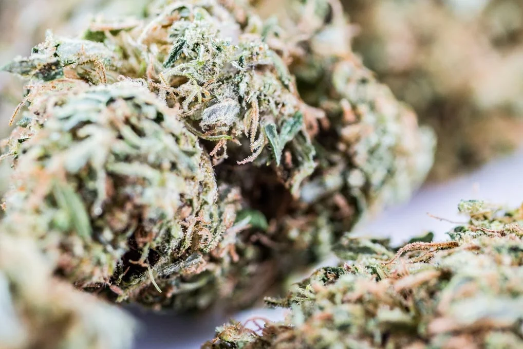 ChemDawg_CU@2X.jpg