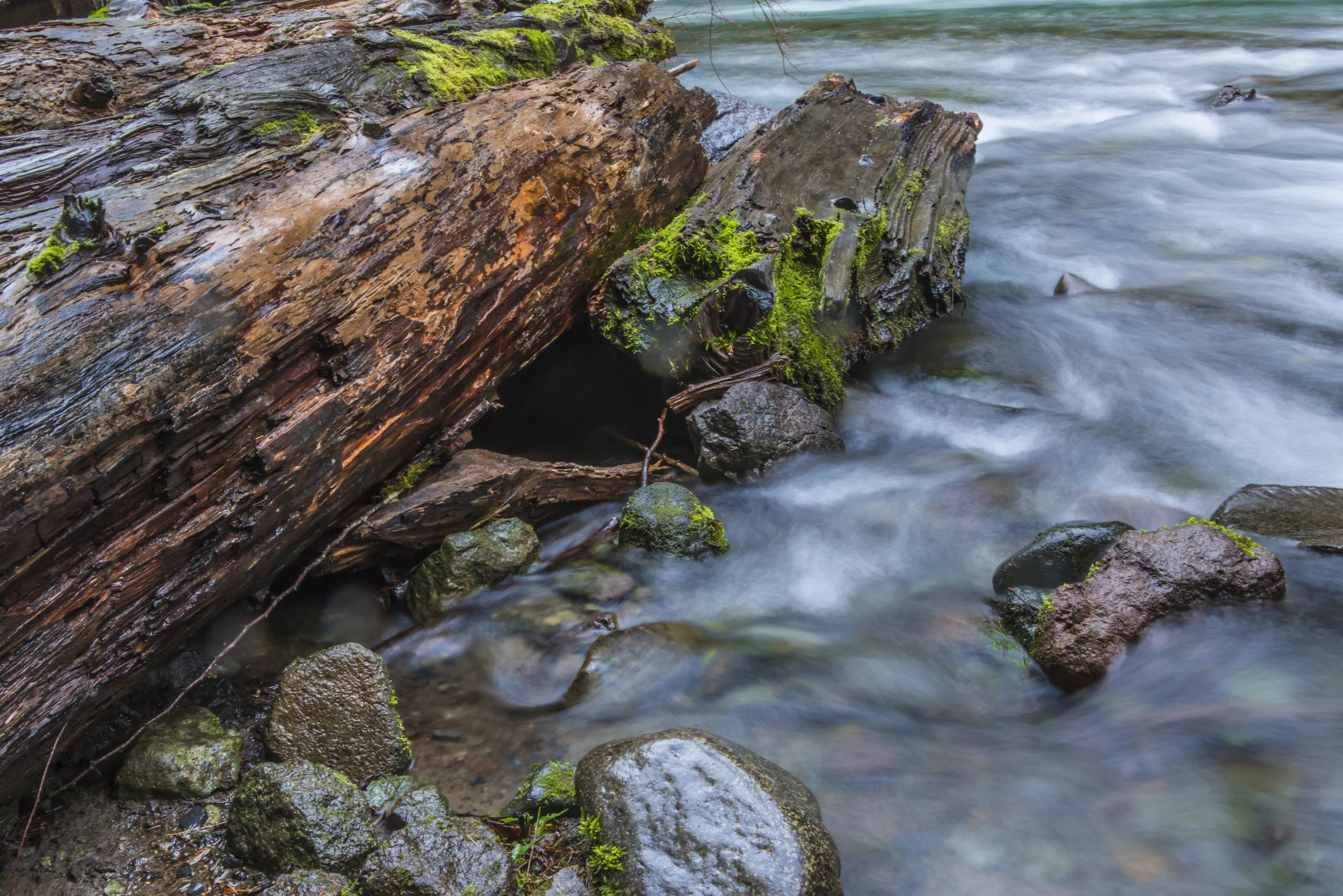 Oregon Wedding Photographers