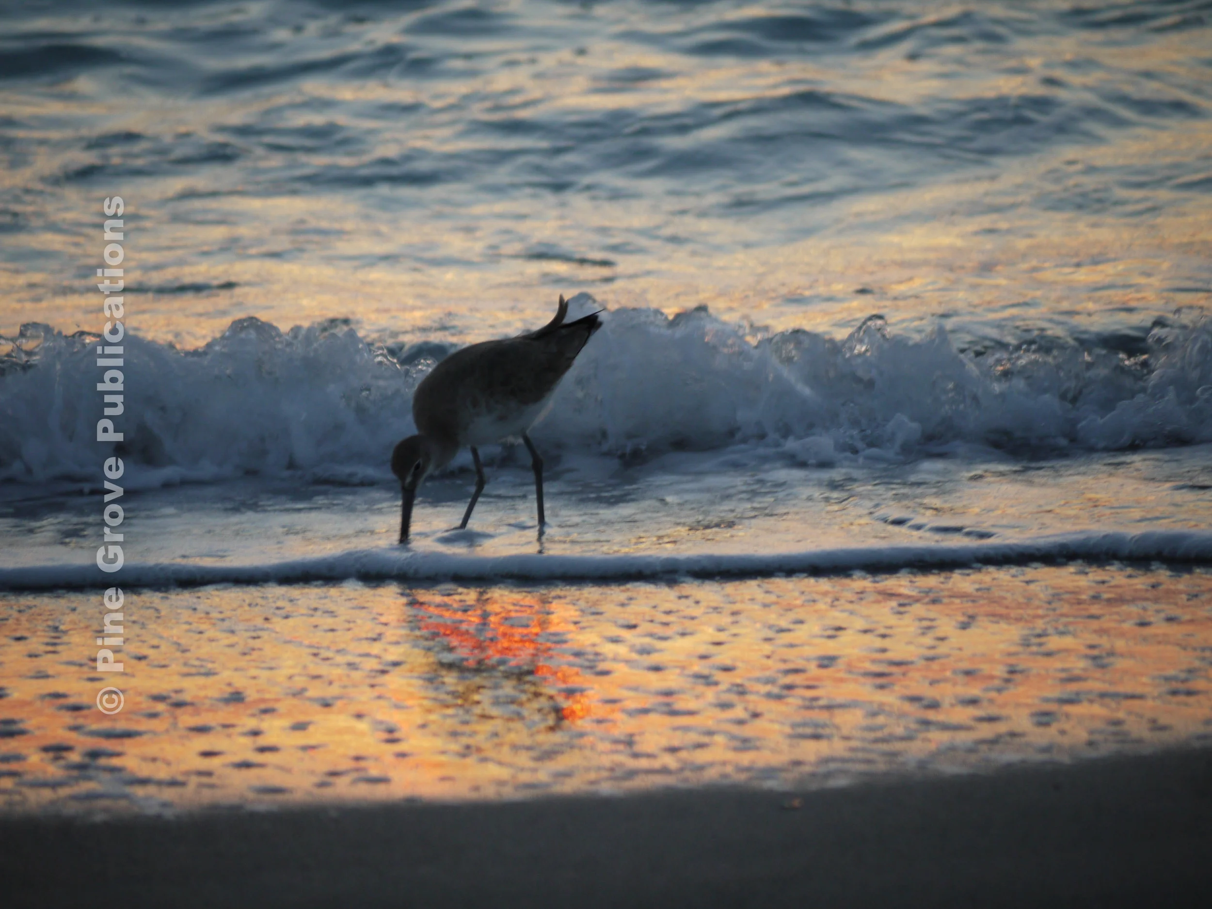 Sandpiper sunset