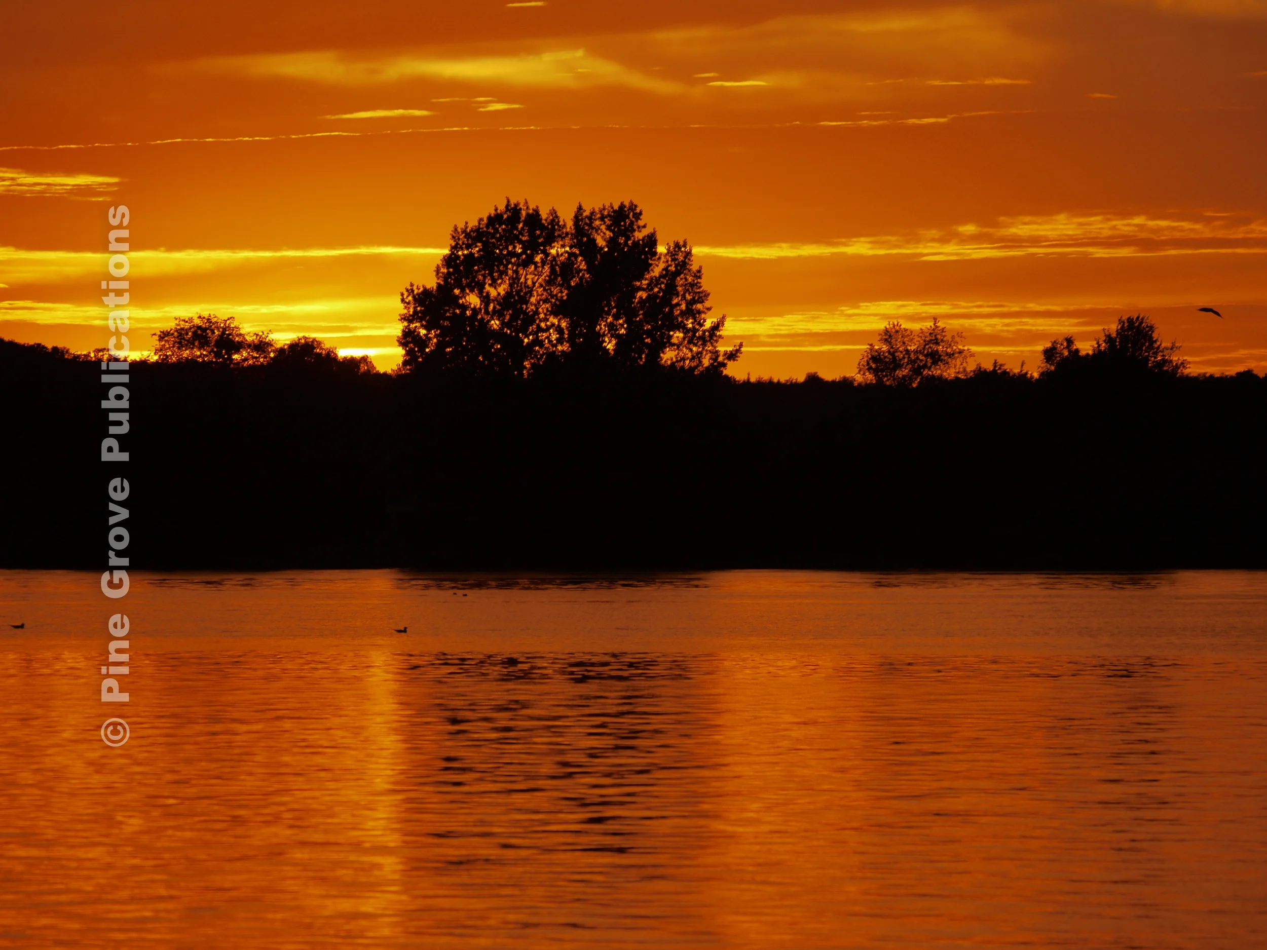 Golden Sky