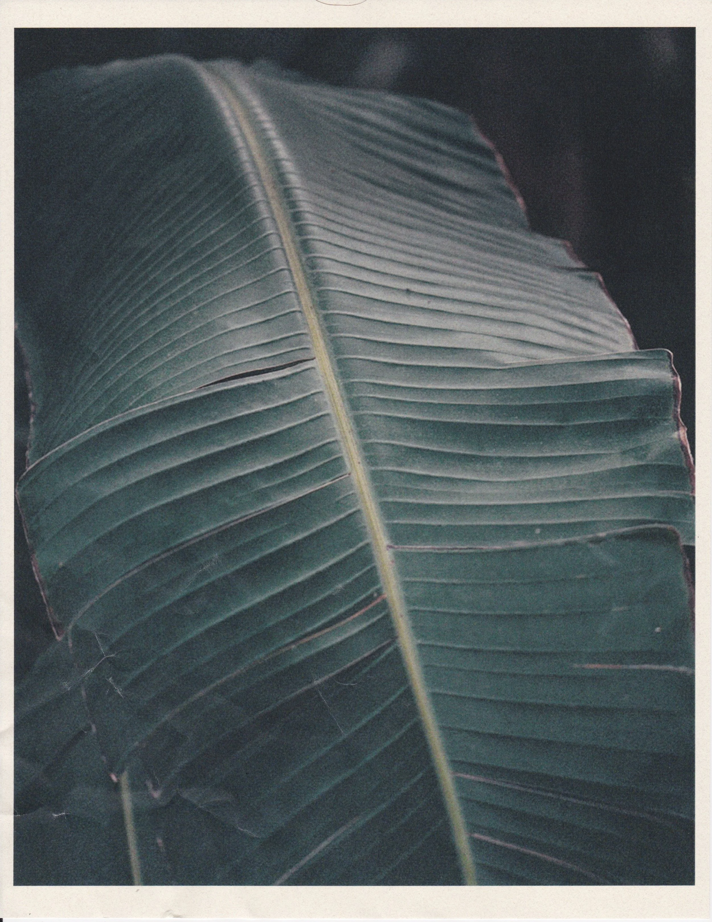 Scan 34.jpeg