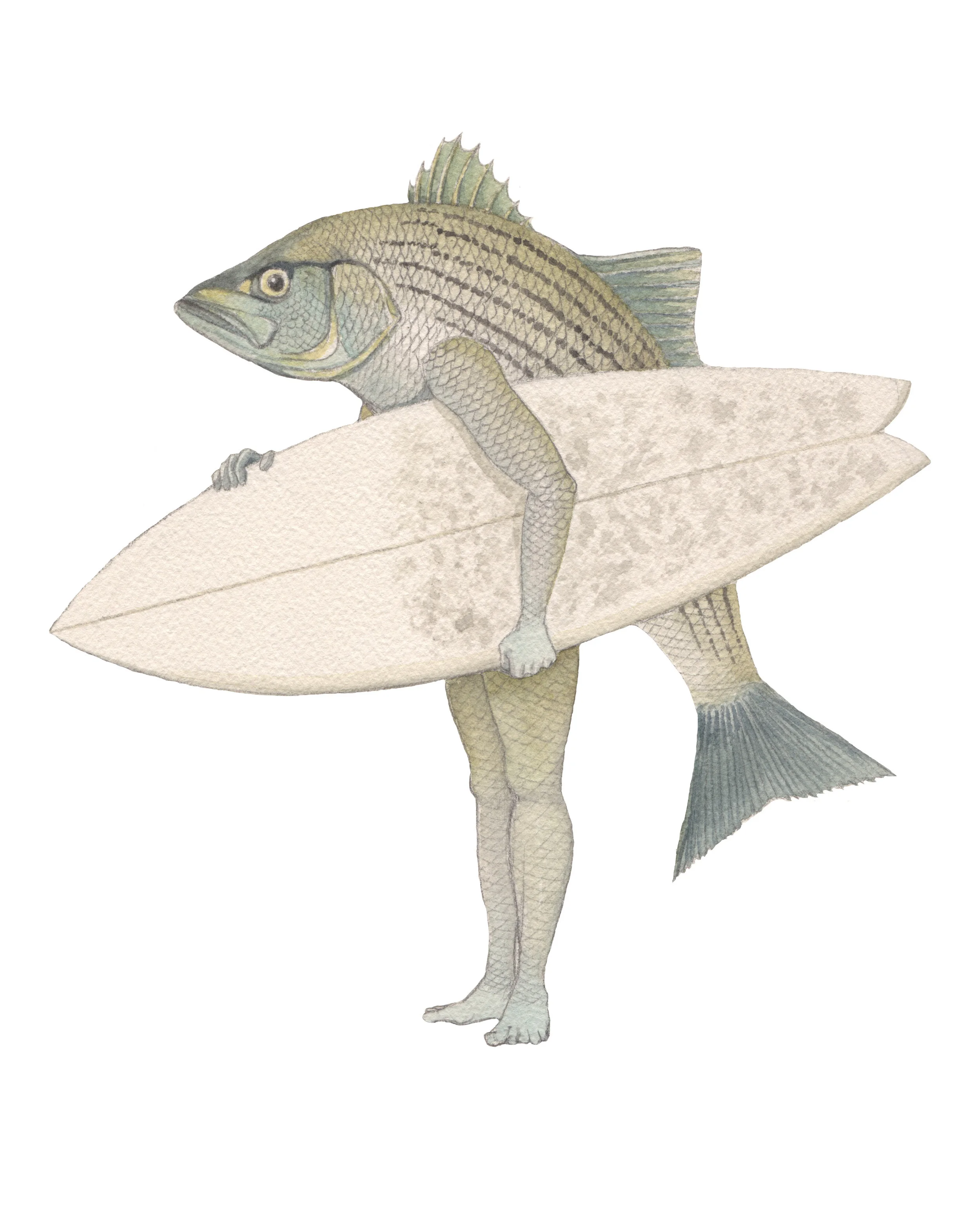 Fishman watercolor and graphite, 2017 Movie poster art for Surfrider Foundation's presentation of 'Fishpeople' by Patagonia. Available as an archival digital giclee print on cotton rag paper, 16" x 20", edition of 50 (original sold)
