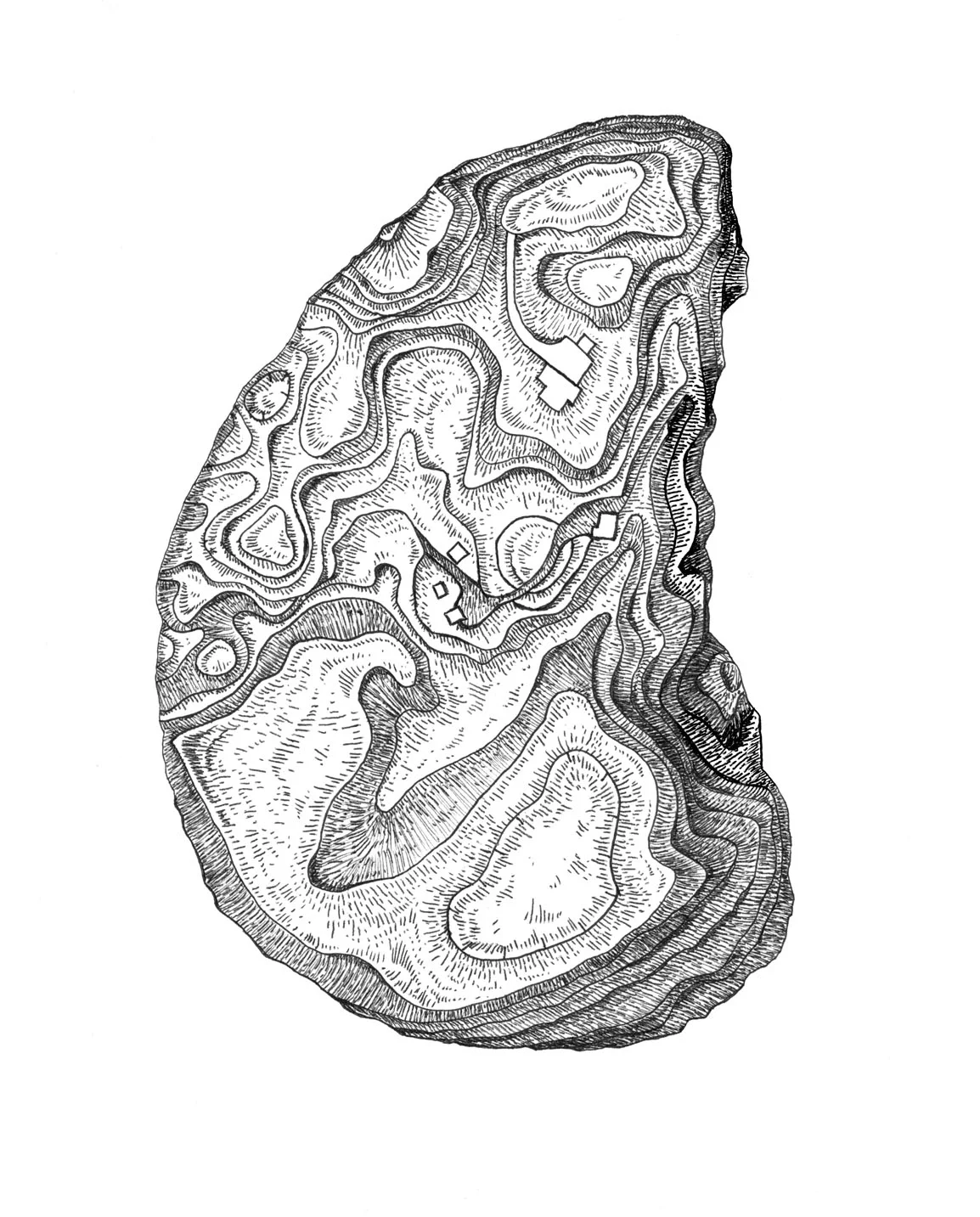 Quail Hill Oyster ink and digital, 2016 Tattoo design incorporating topographical features of Quail Hill Farm into the shape and texture of an oyster.
