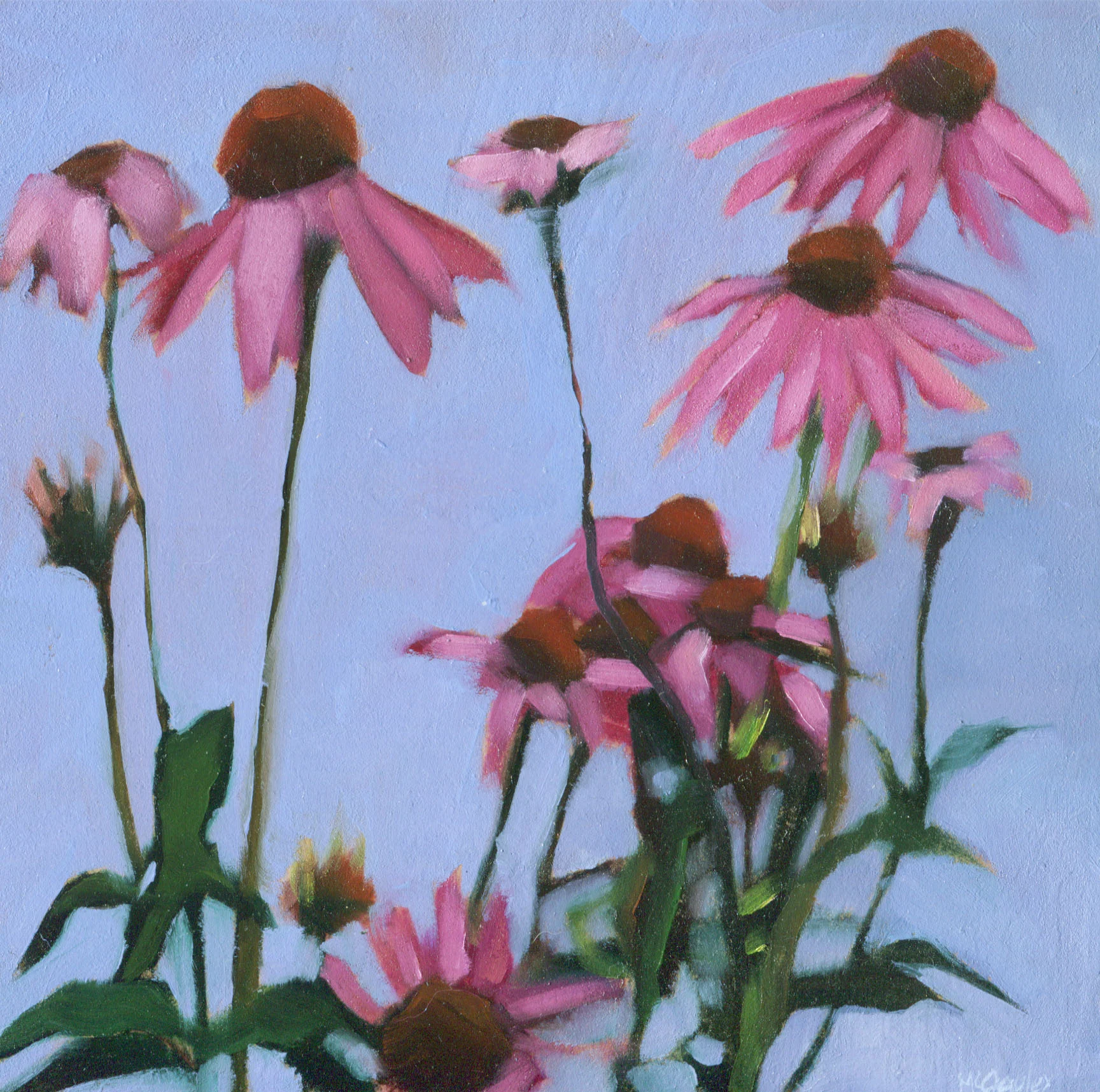 Echinacea McGauley.jpg