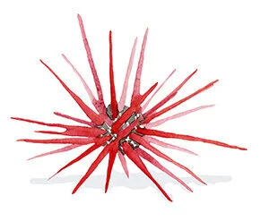 urchin.jpeg