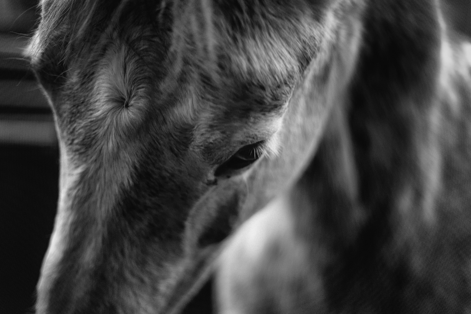 043/365 Kindred Spirit