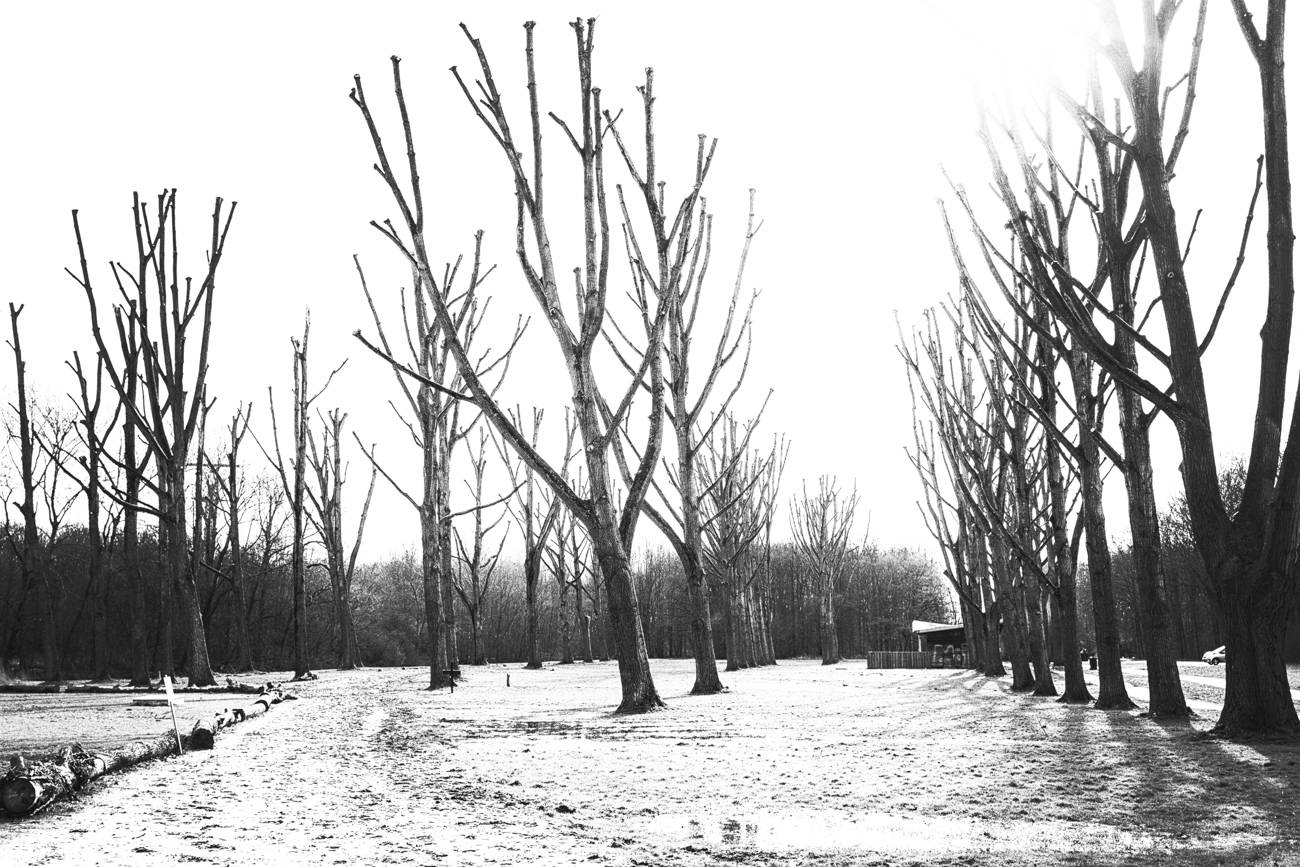 092/365 Dead Tree Walking