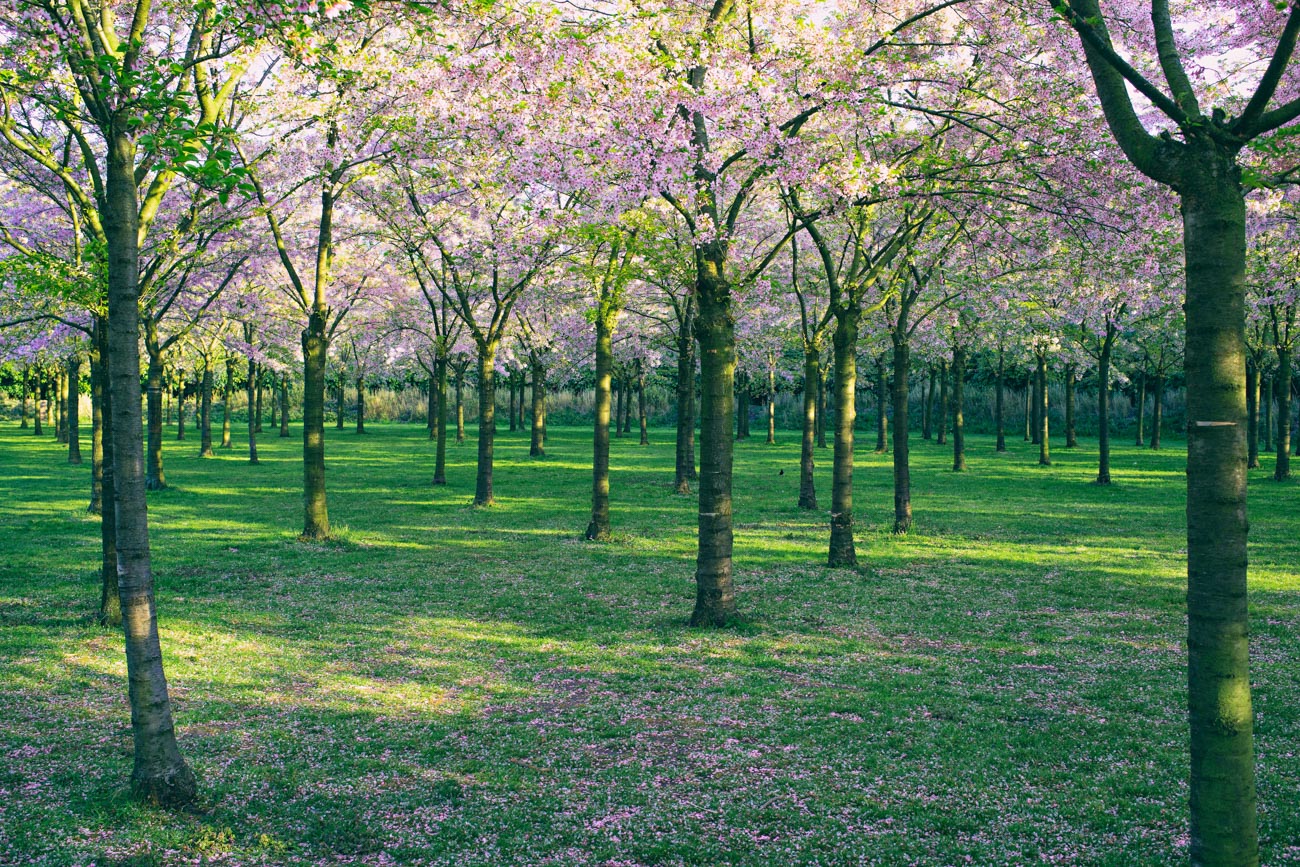 112/365 April's Blossom
