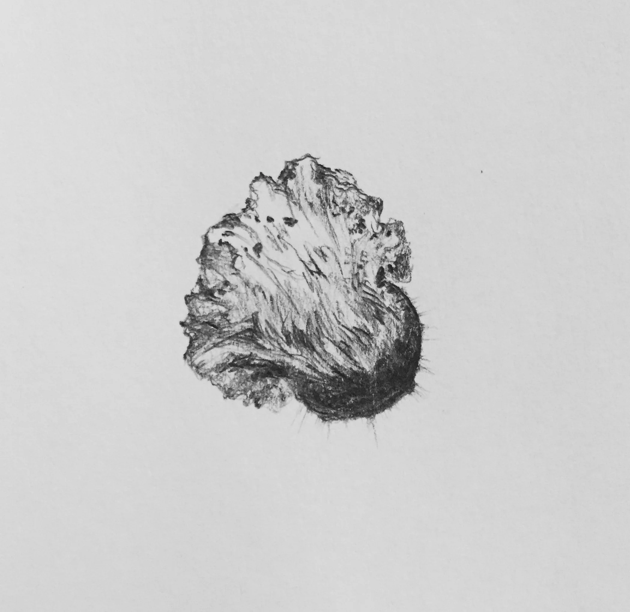 drawingvs13.jpg
