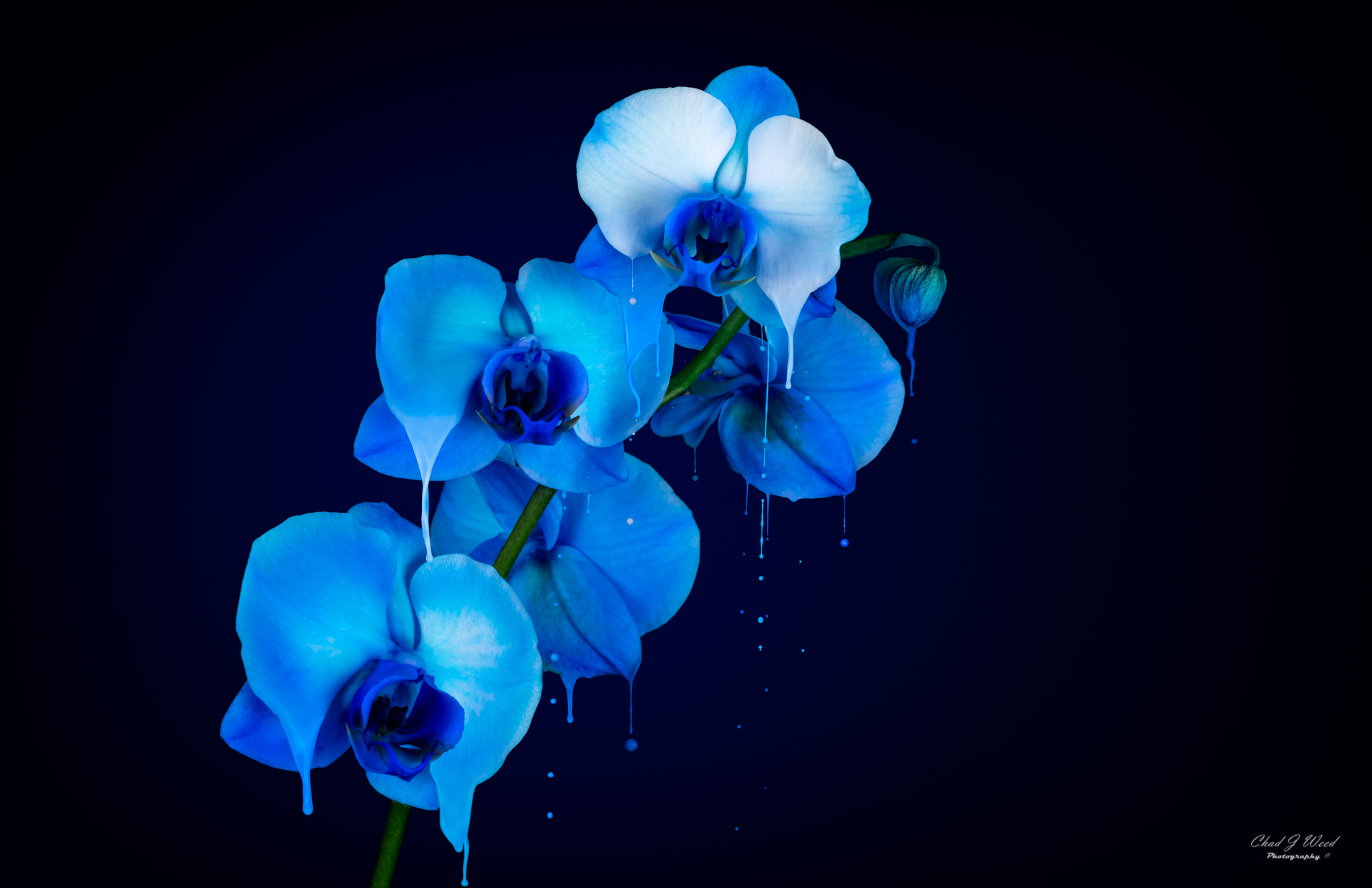 Melting Blue Orchid Splash Photography by Arizona Commercial Photographer Chad J Weed