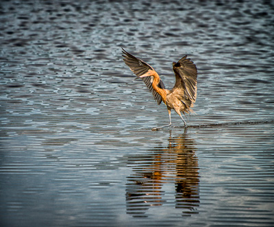 Reddish Egret