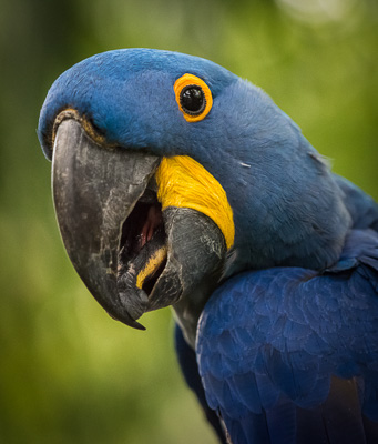 Parrot Closeup 3