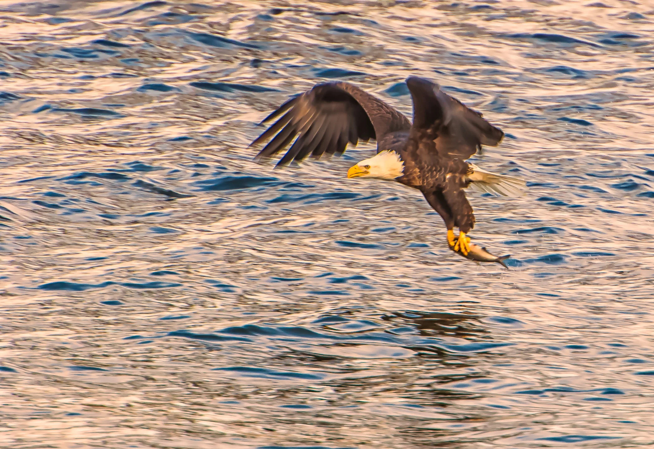 Eagle 07