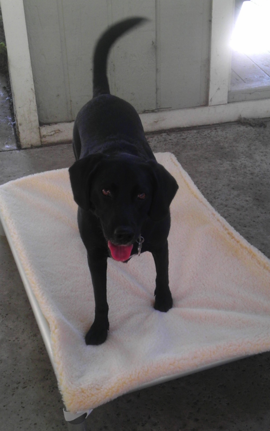 Dakota on his Kuranda bed with a winter covering that you can also buy.