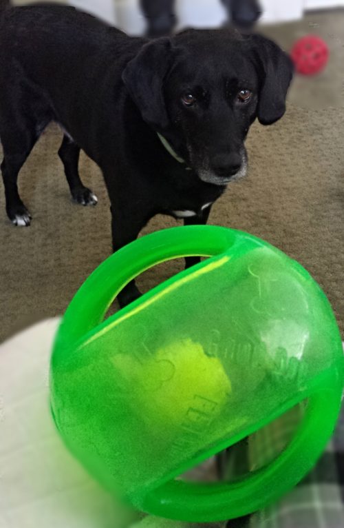  Dakota and the Odd Ball.