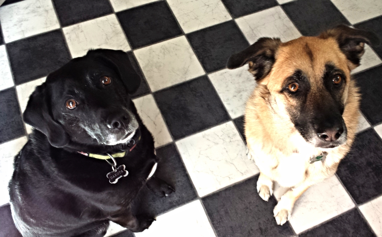 Look how well Dakota and Carolina sit for their Meaty Treats!