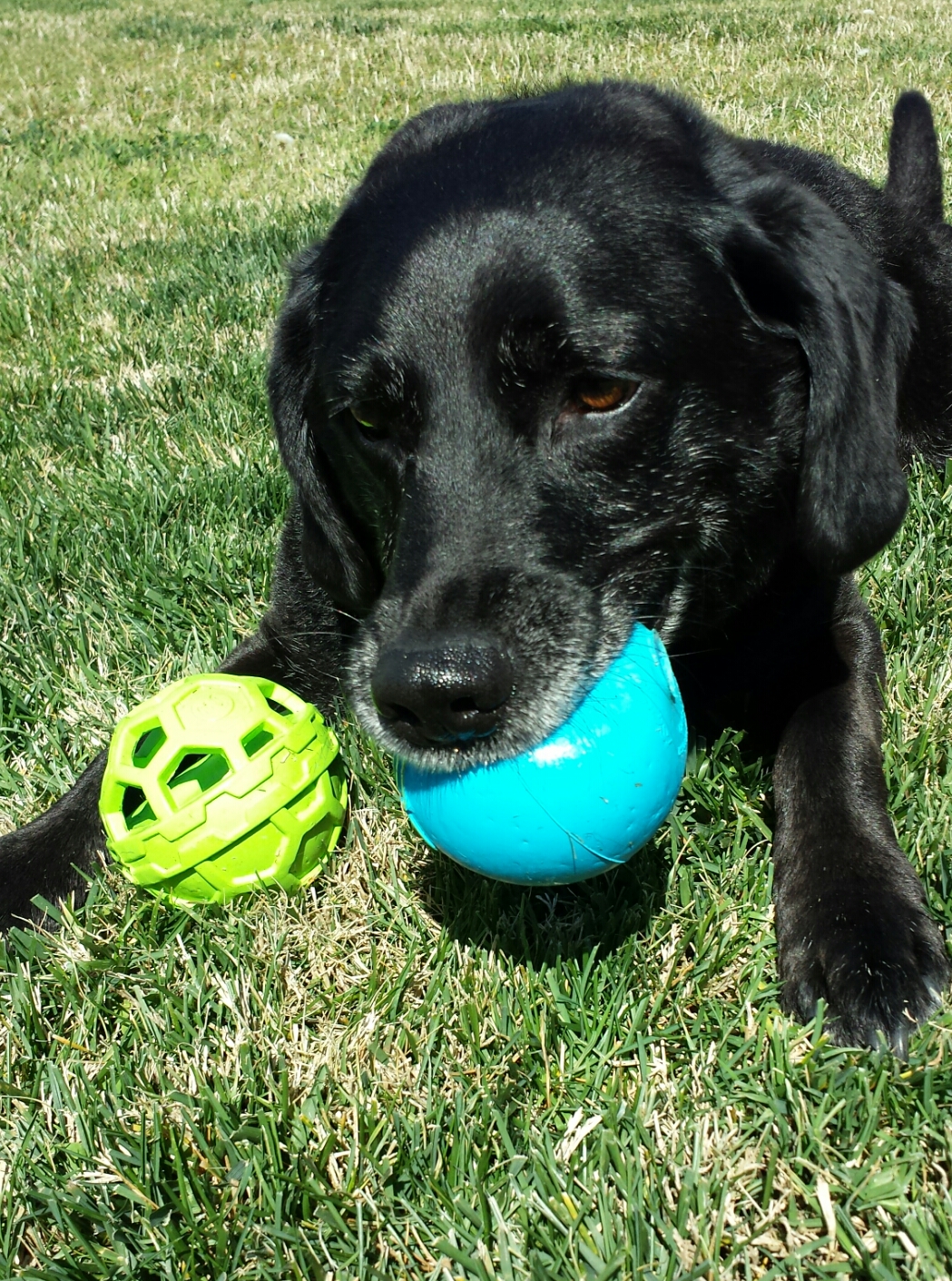 Our"chewer," Dakota with an iSqueak ball on this birthday.