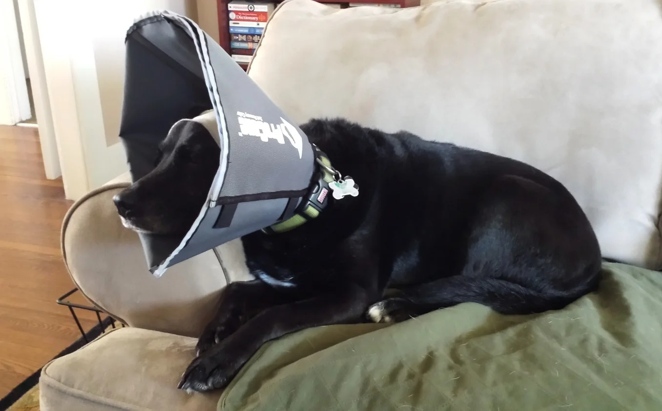 zen cone soft recovery collar