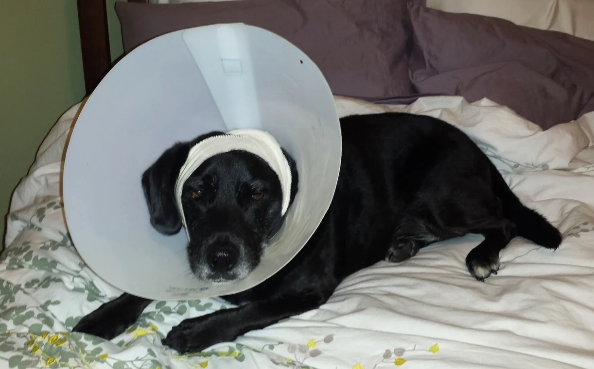 Dakota wearing the Vet One Clinic Collar.