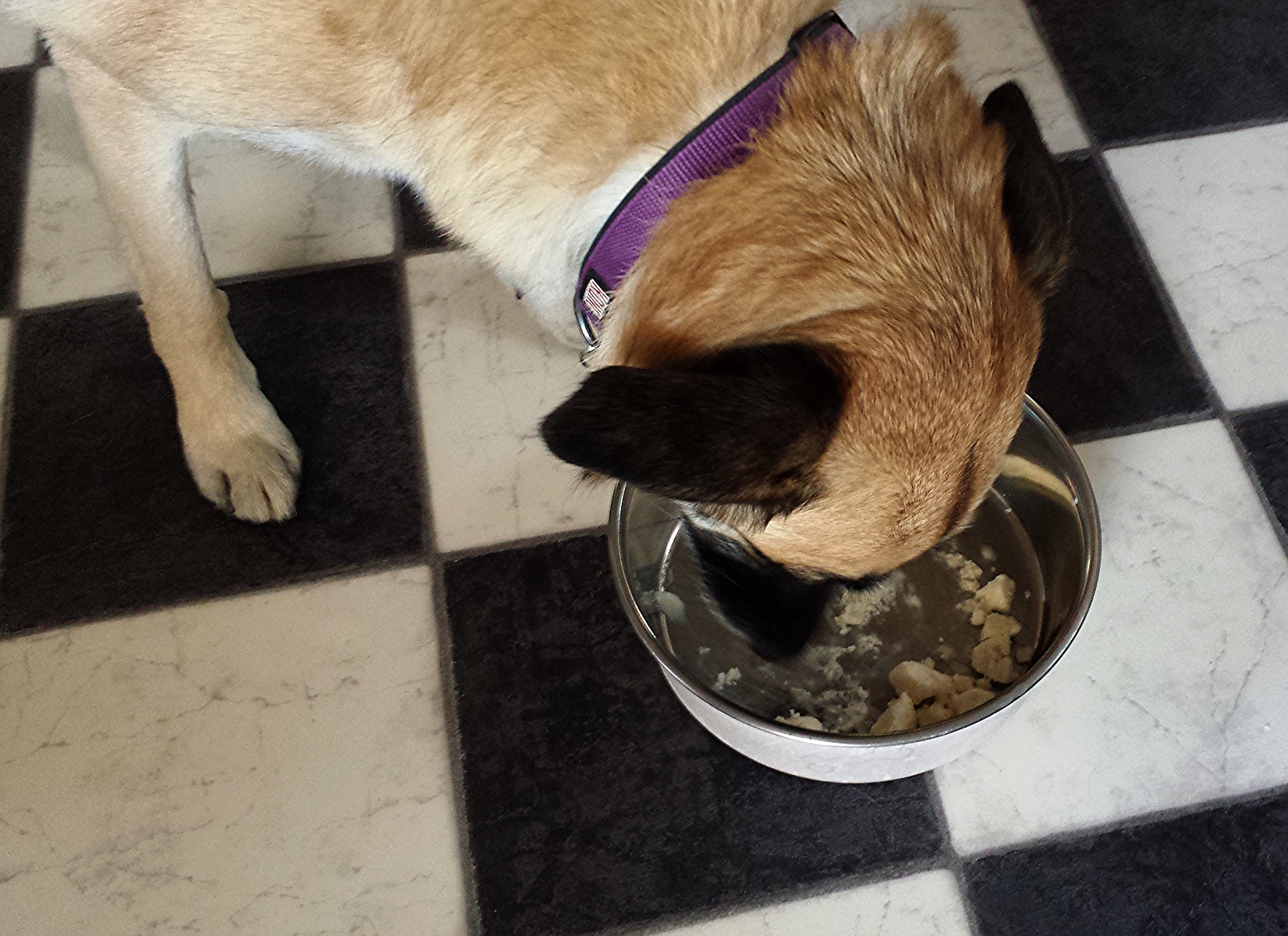 Yopup Frozen Yogurt Cups — Doggy Dak Toys