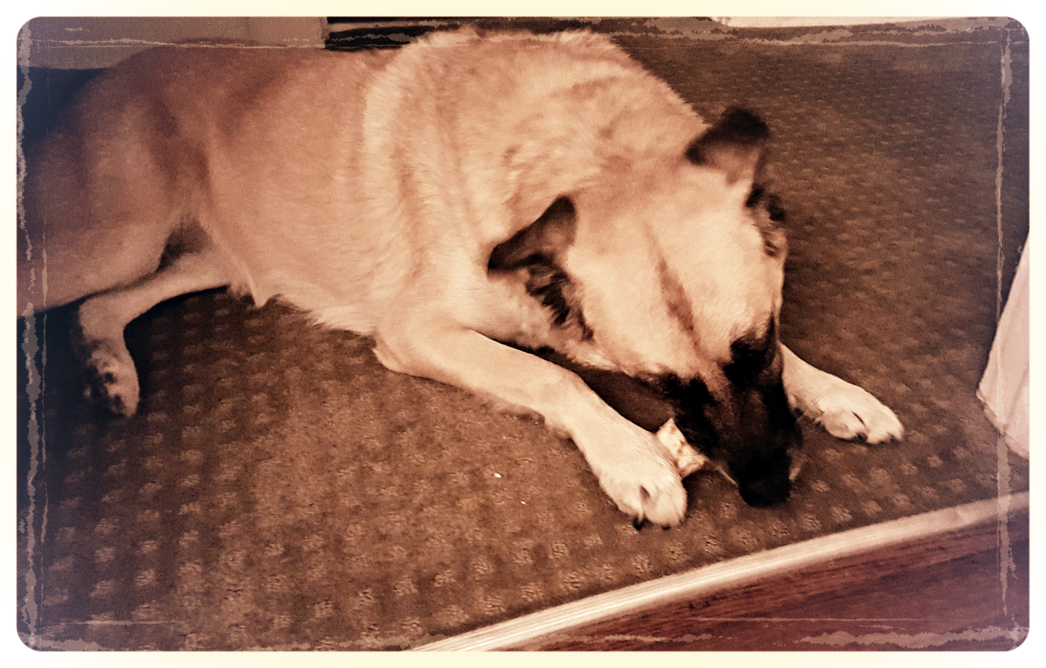 Carolina chewing away!