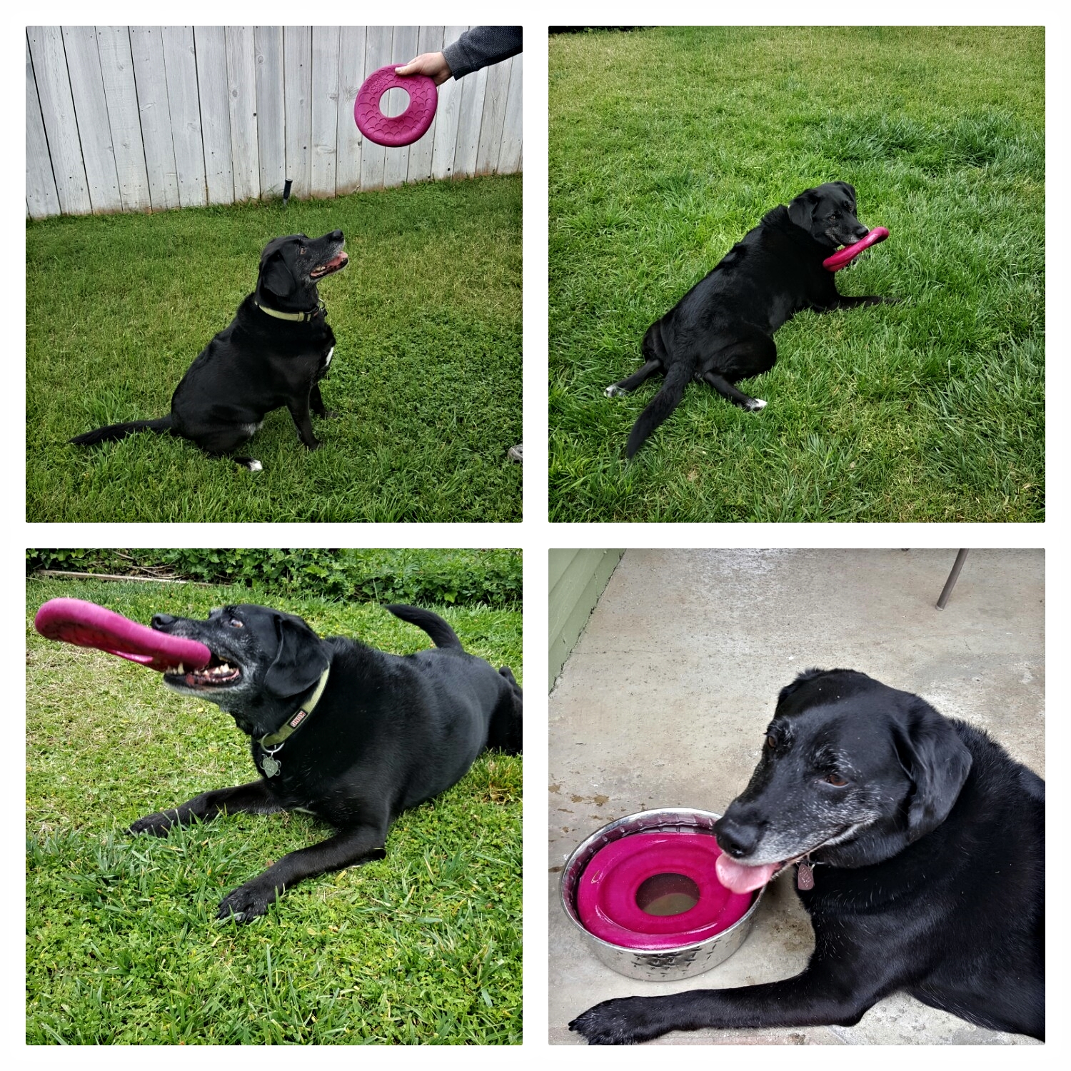 Dakota with the Zogoflex Dash. As you can see, everything lands in his water bowl, eventually. 