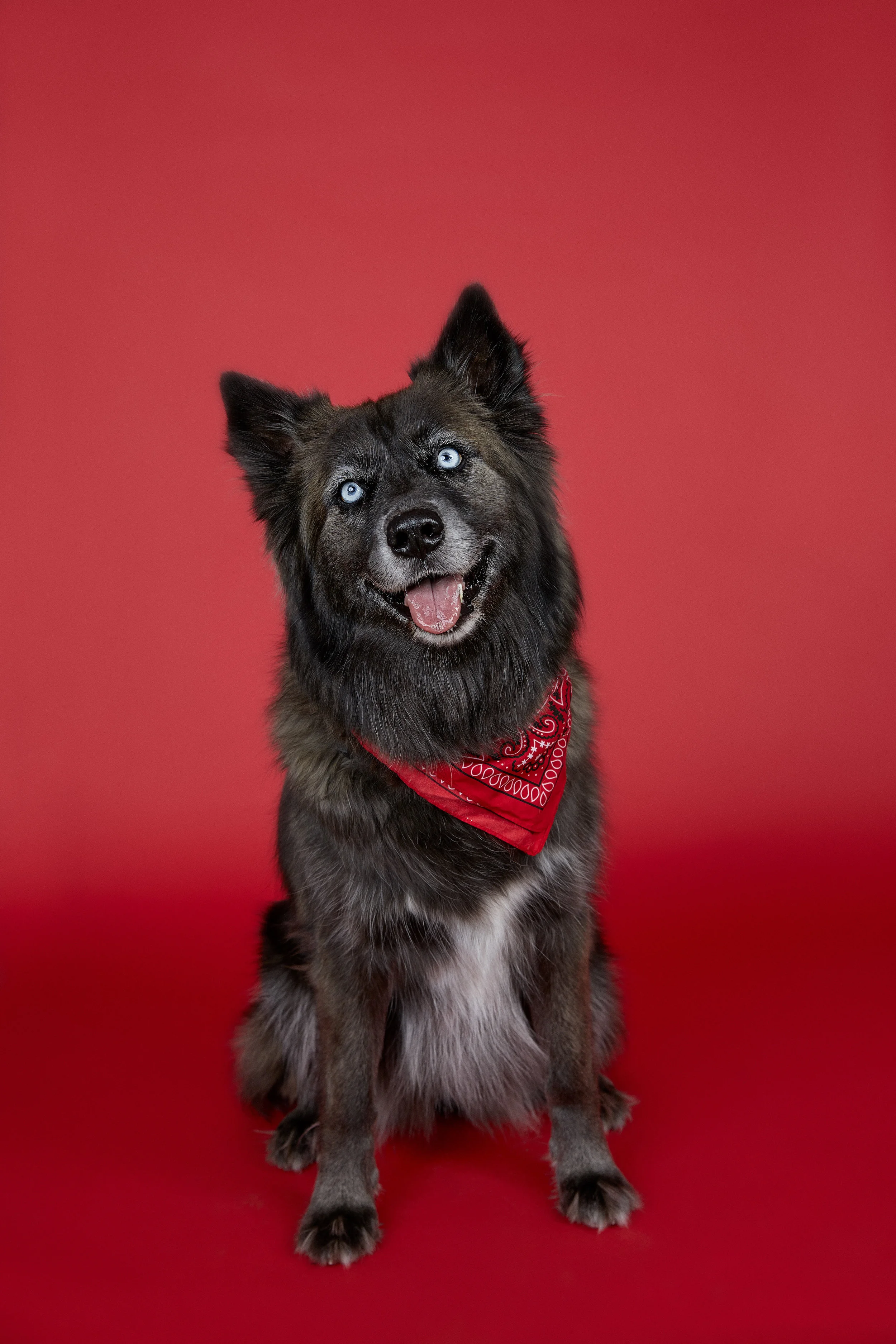 Yaneck-Wasiek-Pets-Red-Goes-Well-With-My-Eyes.jpg