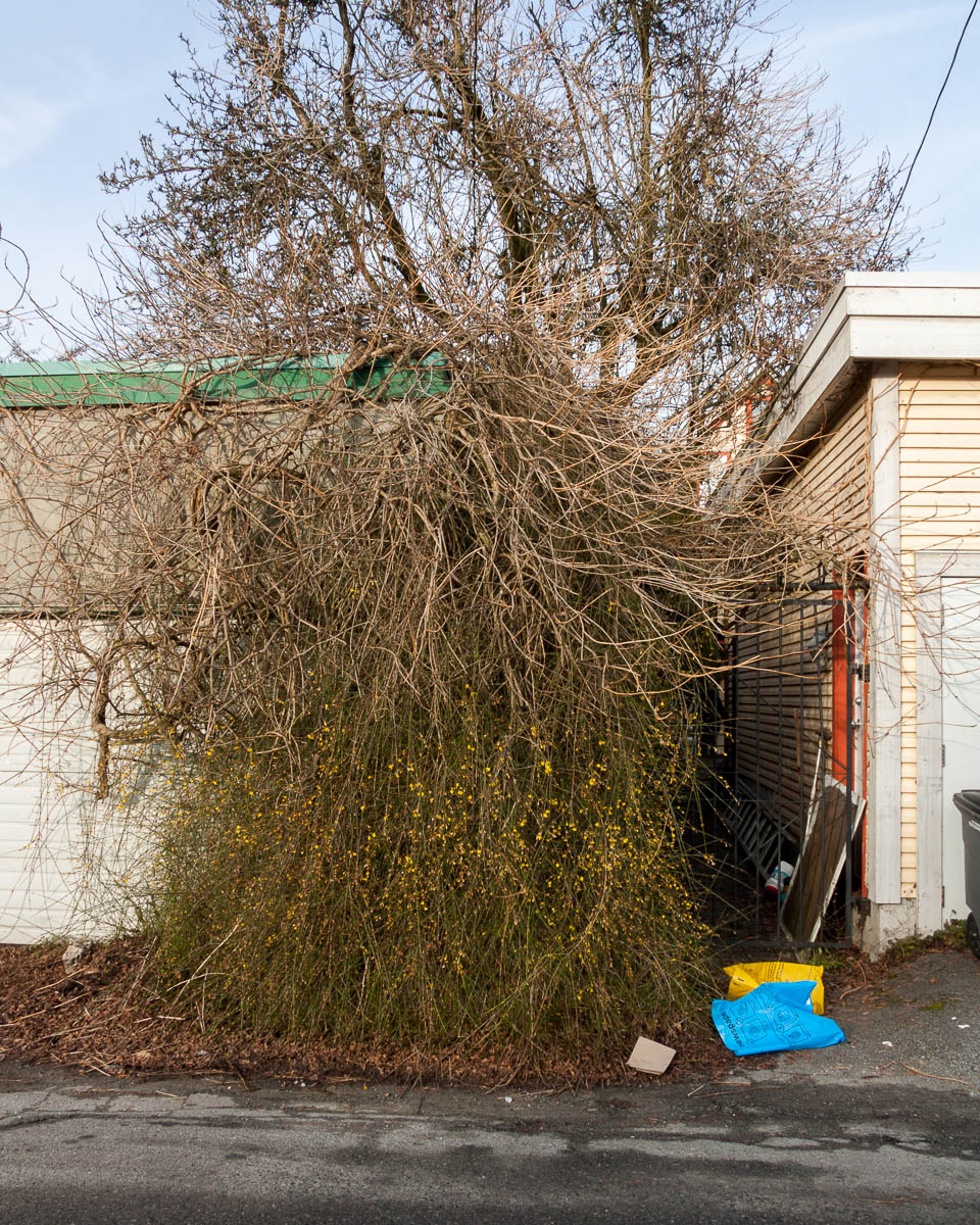 Growth, Vancouver, 2013