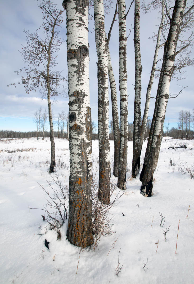 Aspens Hanging, Elk Island National Park, 2003