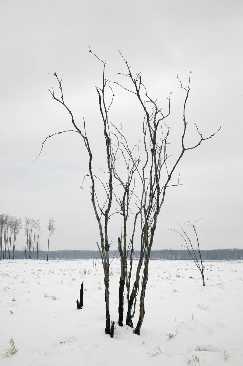 Defrocked, Elk Island National Park, 2003