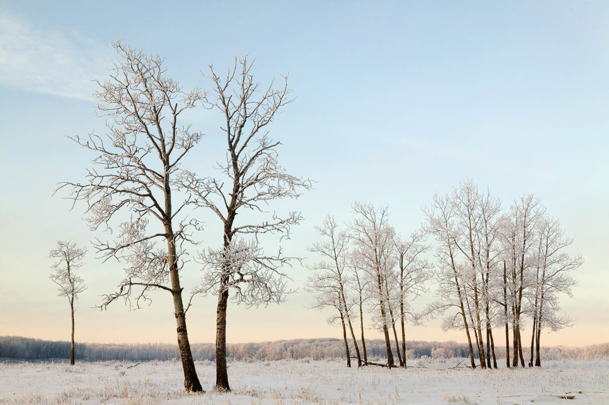 Frosted Trees, Elk Island National Park, 2003