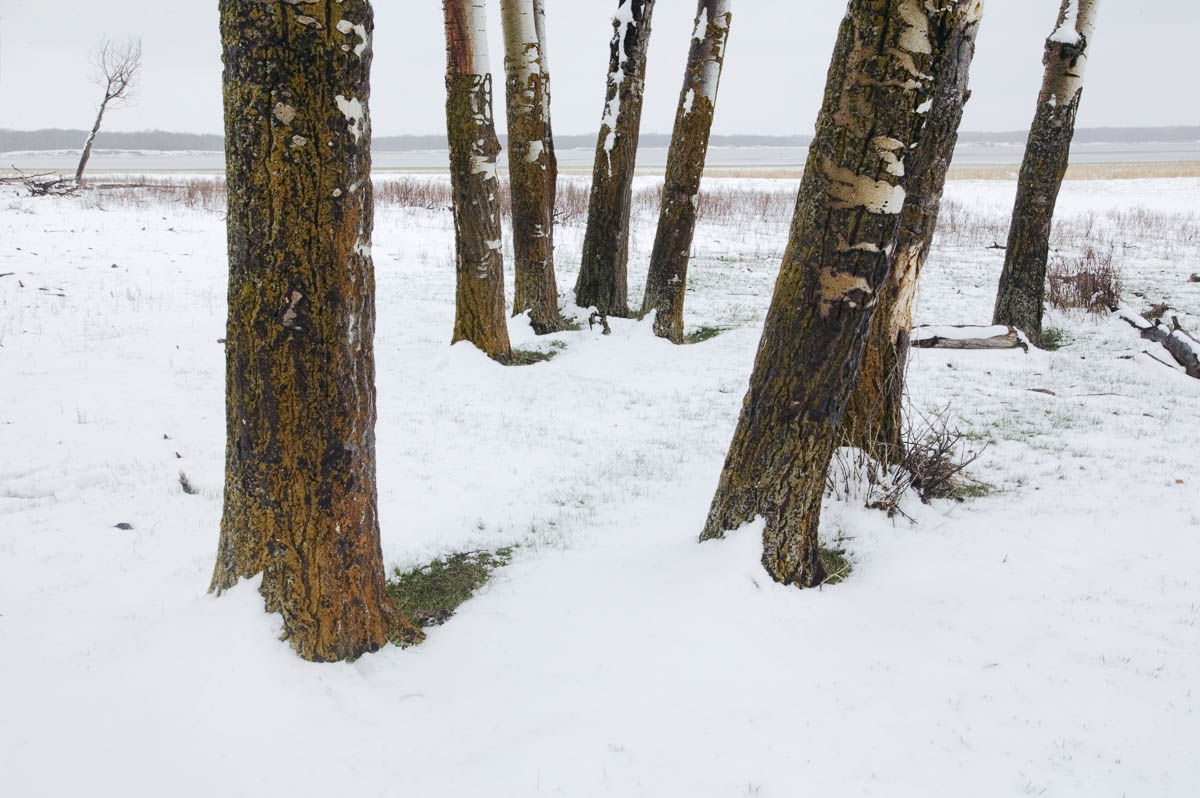 Arrangement, Elk Island National Park, 2003