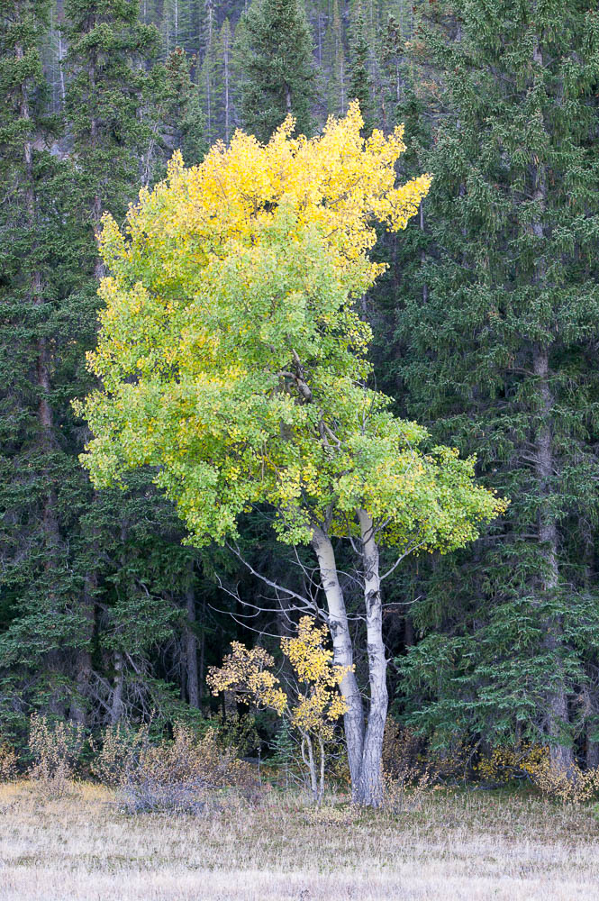 Kootenay Plains, Fall, 2003