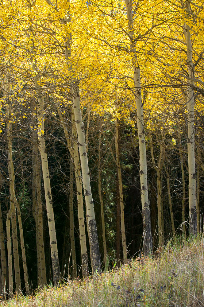 Banff National Park, Fall, 2003