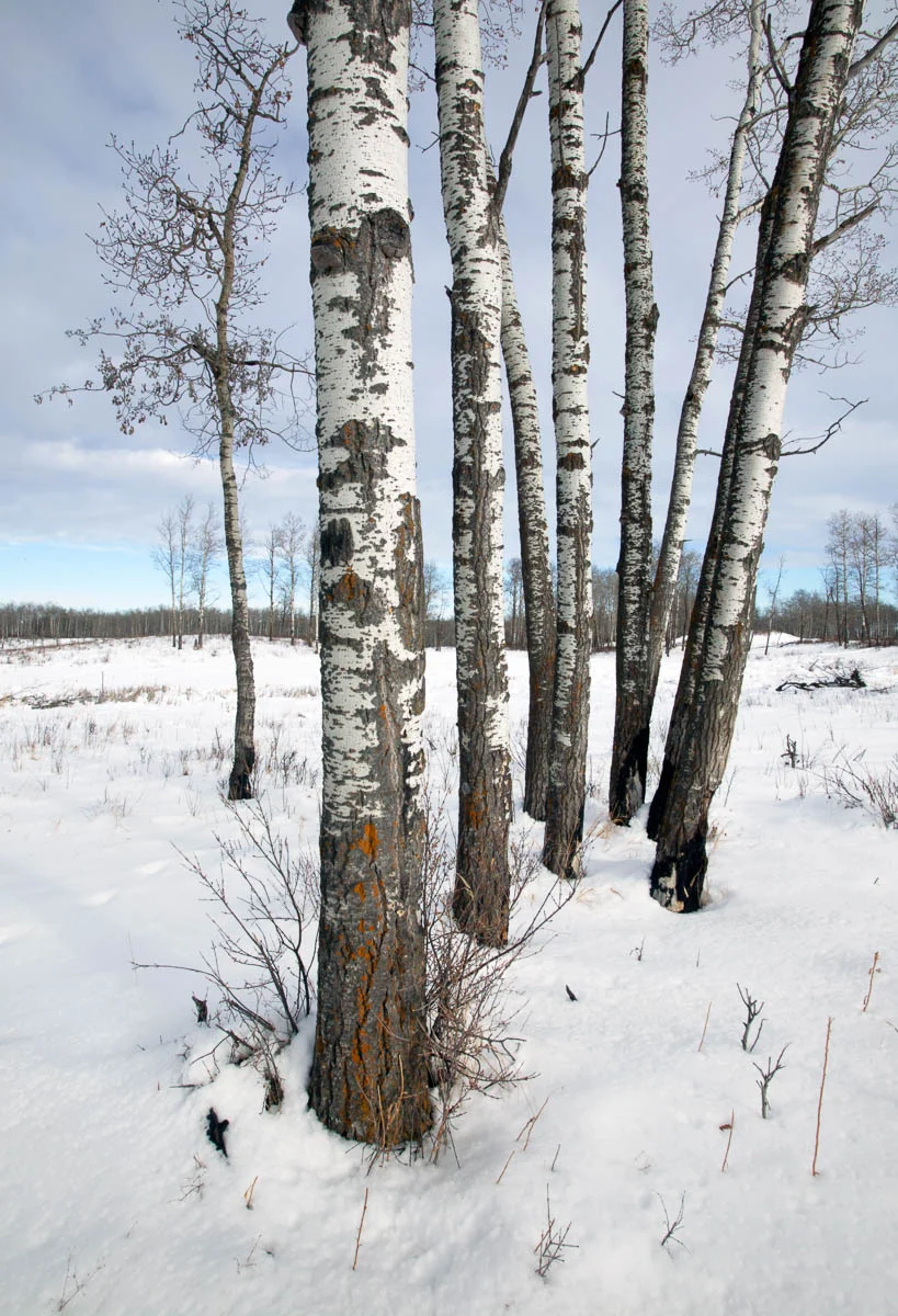 Aspens Hanging, Elk Island National Park, 2003 (from Elk Island )