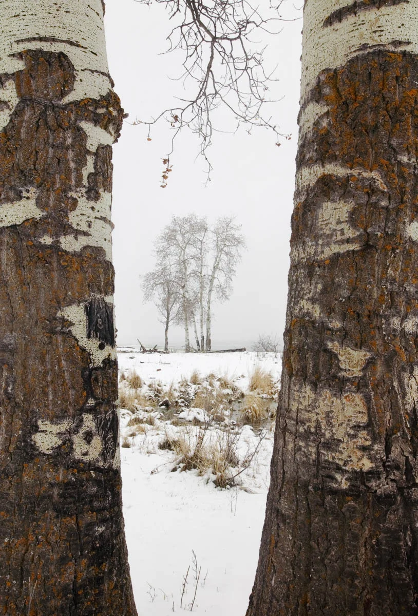 Trees in Spring Snow, Elk Island National Park, 2003 (from Elk Island )