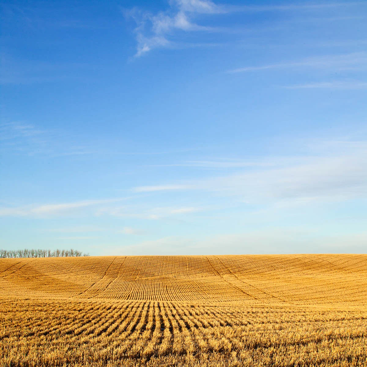 Edges, Alberta, Fall 2006