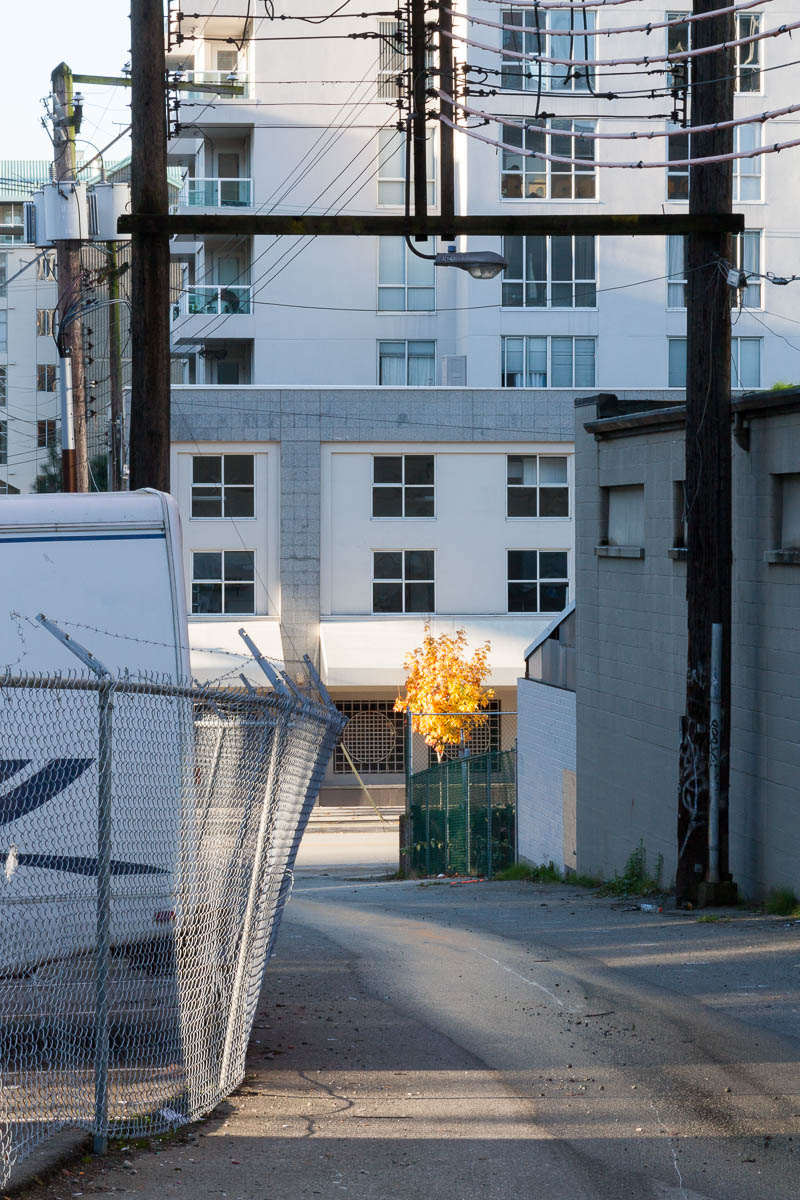 Glowing Tree, Vancouver, 2014