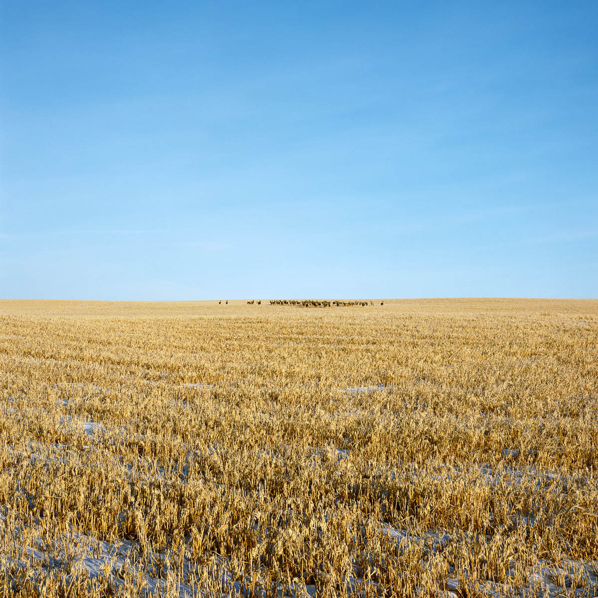 Herd of Deer, Alberta, 2006