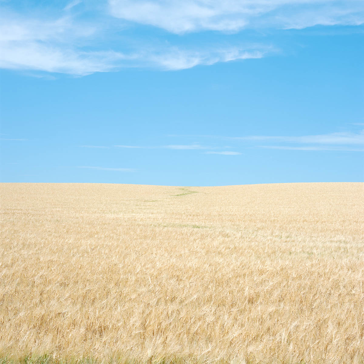 A Touch of Green, Alberta, 2005