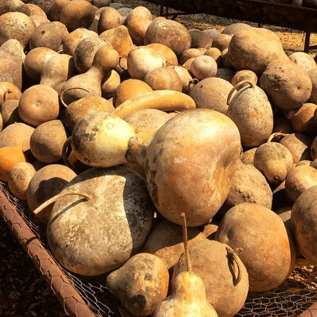 Excited to be bringing some gourd magic along to @spiritweavers this week!! I&rsquo;ll be teaching GOURD BOWLS at Sun Session on Friday afternoon and again on Sunday morning. I&rsquo;ll have extras available at the trade blanket as well. Hope to see 