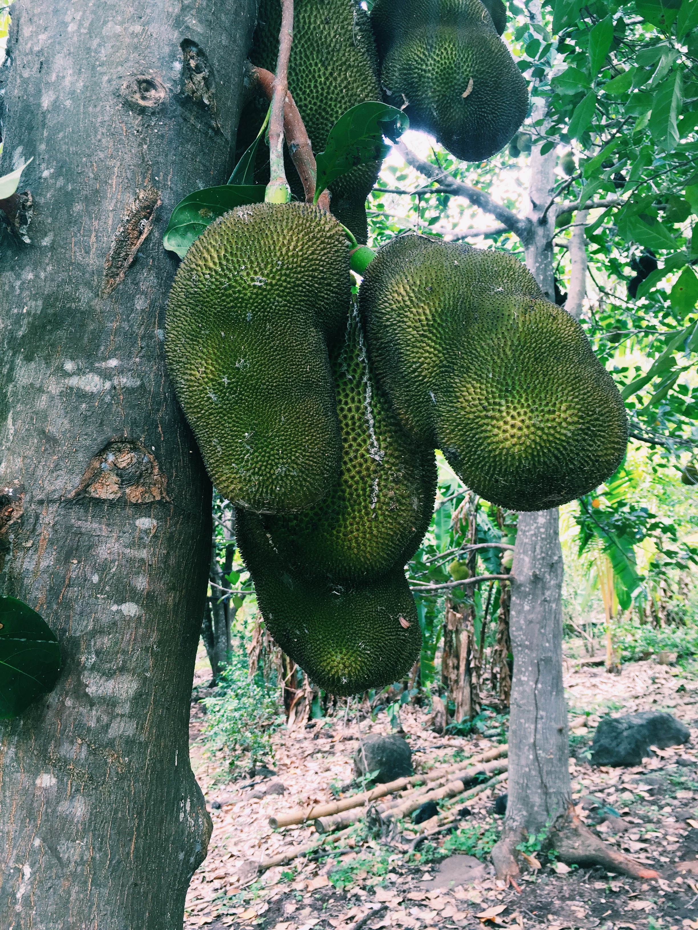 Jackfruit forest. AKA heaven!