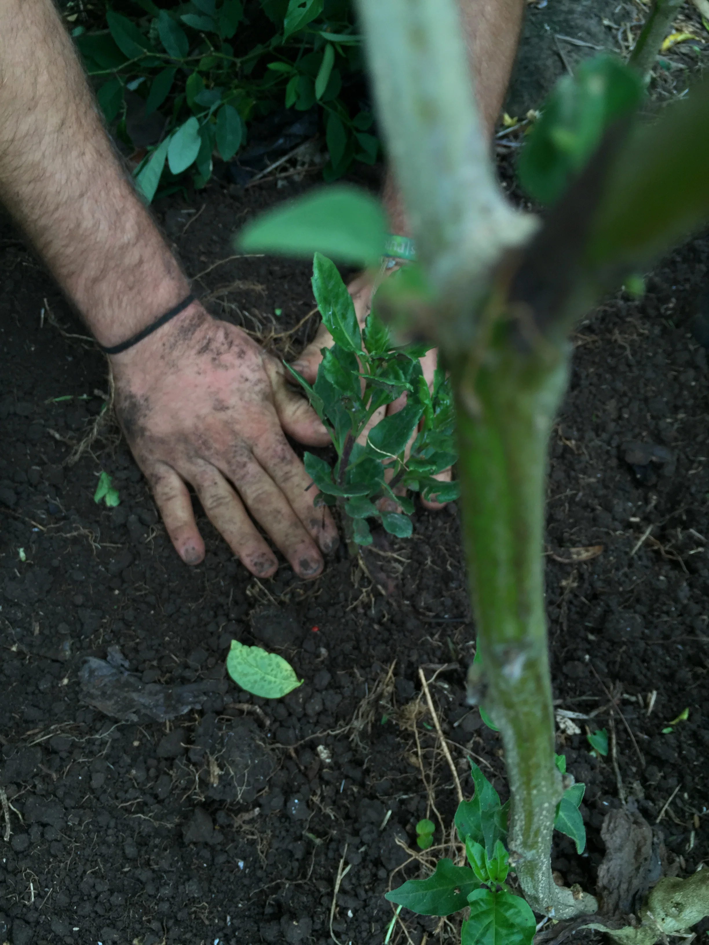 Farmer hands hard at work planting tomato plants in the edible garden